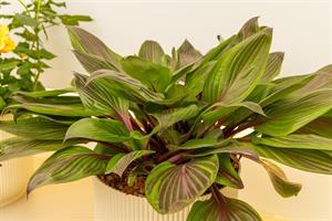Red Ninja